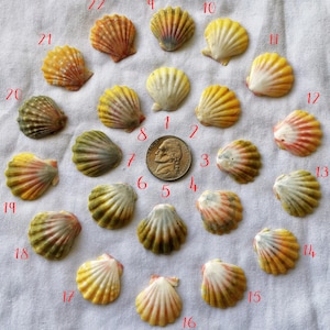 Small-Medium Hawaiian Sunrise Shell | Nickel-Size | Rare Reds, Yellows, Oranges | Choose Your Shell