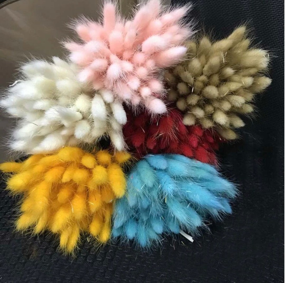 Bunny Tails Dried Flowers Rabbit Tail Dried Flowers Dried - Etsy Canada