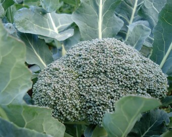 Di Ciccio Broccoli Seeds, Brassica Oleracea- Organic + heirloom seeds sustainably grown in Ottawa, Canada