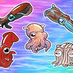 Squid Vinyl Stickers/Decals: Bobtail, Caribbean Reef, Firefly, Giant, Pyjama Squids Individuals and Sets