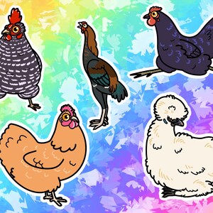Autocollants en vinyle Chickens : Australorp, Maylay, Orpington, Plymouth Rock et Silkie Chickens