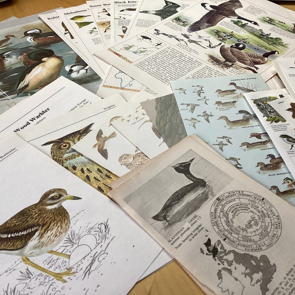 Vintage Bird Book Pages, Ephemera for Junk Journals, Collage Fussy Cuts