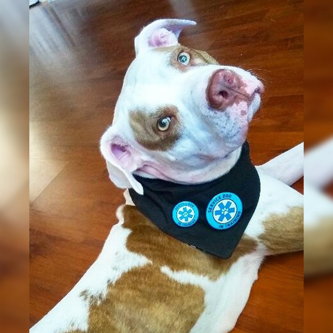 Service Dog in Training Metal badge for vests harnesses & Etsy