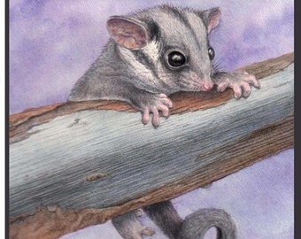 Baby Leadbeater&#39;s Possum. Endangered Species. 4 card Set.