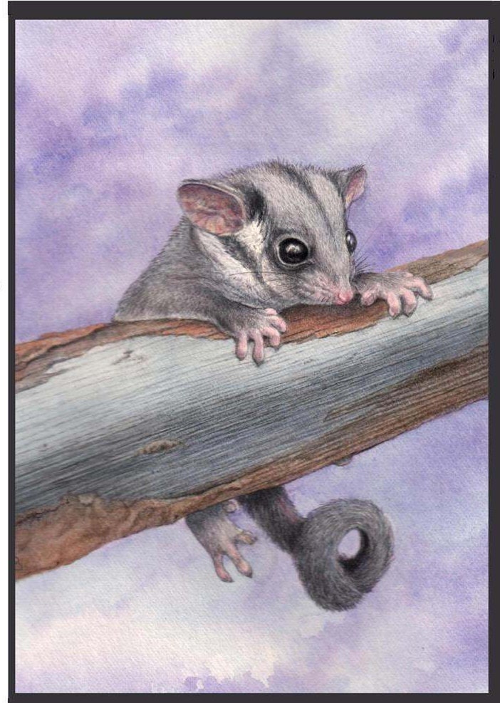 Baby Leadbeater's Possum. Endangered Species. 4 card Set.