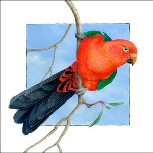 Australian King Parrot. Red Male. (Alisterus scapularis) .. A4 PRINT
