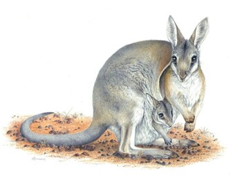 Bridled Nailtail Wallaby - Endangered species. 4 CARD SET