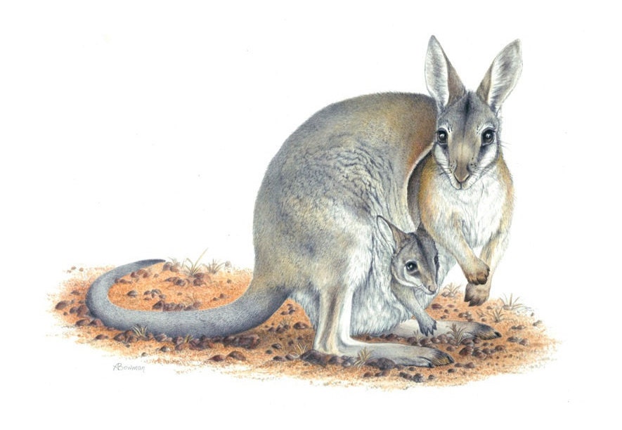 Yellow footed rock wallaby Mixed Media by World Art Collective - Fine Art  America
