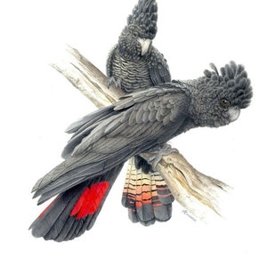 Red-Tailed Black Cockatoo - Endangered South Eastern Subspecies. SET OF 4 CARDS.