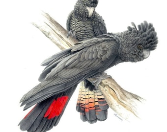 Red-Tailed Black Cockatoo - Endangered South Eastern Subspecies. SET OF 4 CARDS.