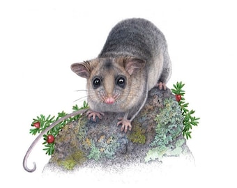 Mountain Pygmy Possum - Endangered species. A4 Print.