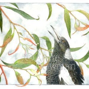 Magpie After Rain - A3 or A4 Print