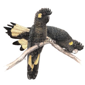 Australian Yellow-Tailed Black Cockatoo - A3 or A4 Print
