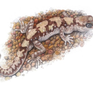 Gelbschnaten Gecko - Gefährdet. 4-KARTEN-SET.