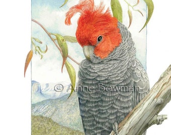 Gang Gang Cockatoo. 4 Card Set.
