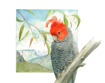 Gang Gang Cockatoo - A3 or A4 Print