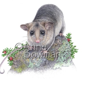 Mountain Pygmy Possum - Endangered species. 4 Card Set