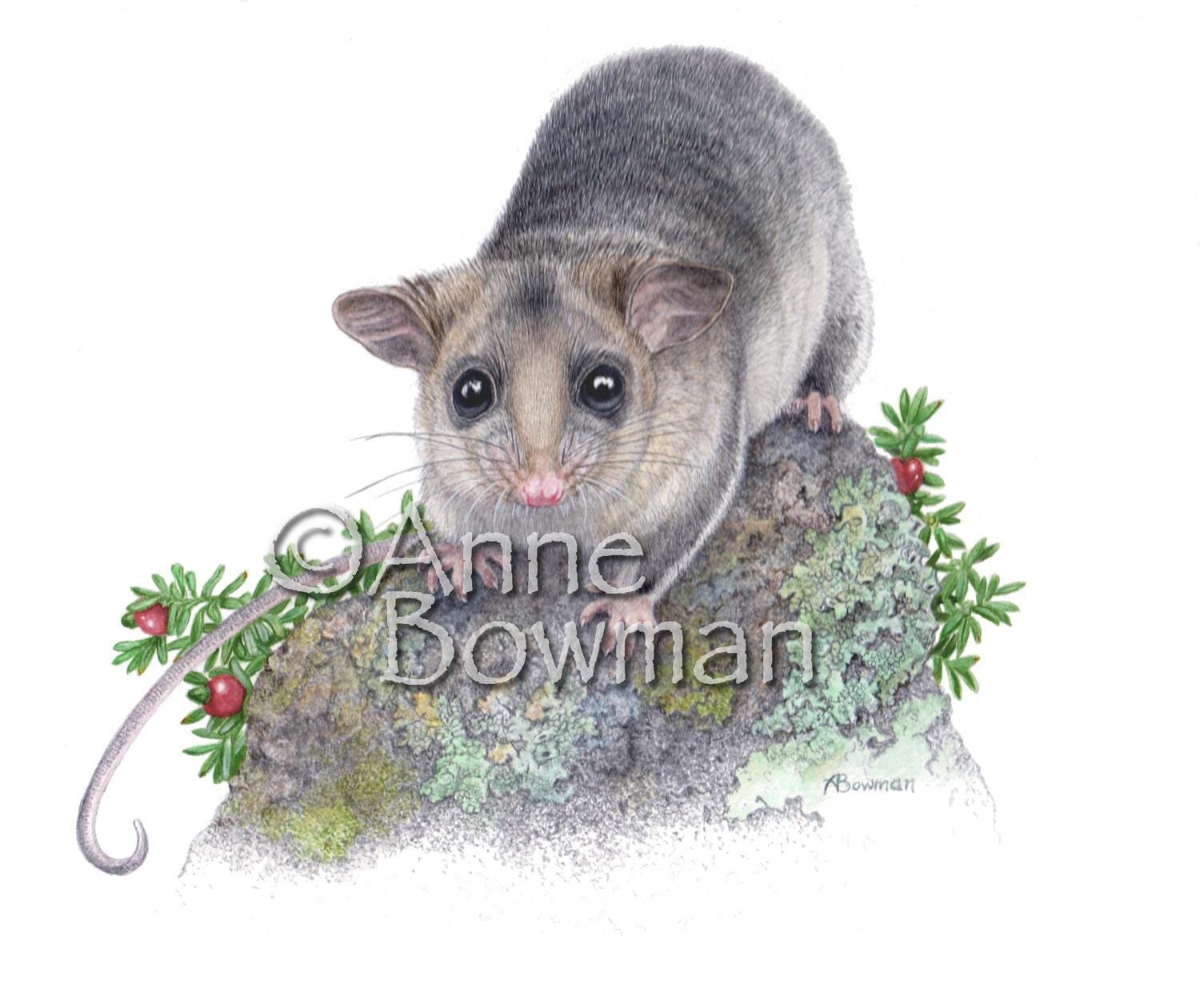 Mountain Pygmy Possum - Endangered species. 4 Card Set