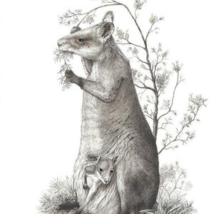 Marais Wallaby. 4 Jeu de cartes.