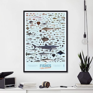May include: A black framed poster with a light blue background featuring an illustration of various fish found in New Zealand. The poster is titled "The Fishes of New Zealand".