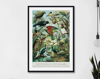 Native Birds of New Zealand Art Print