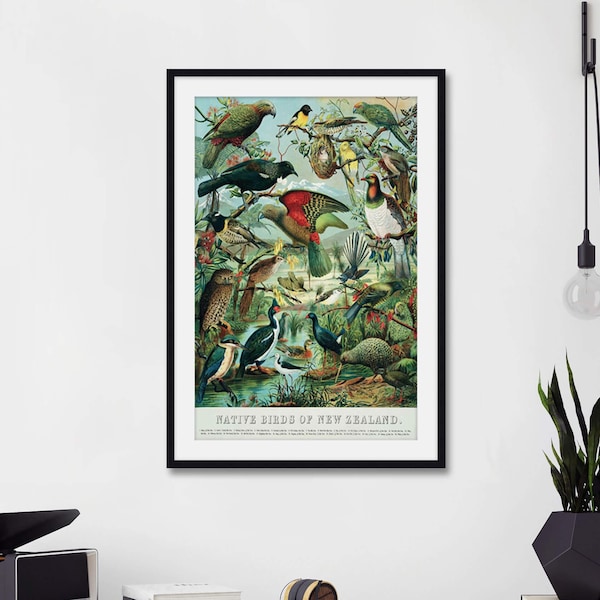 Native Birds of New Zealand Art Print