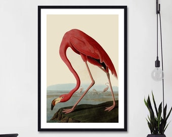 American Flamingo by John James Audubon Art Print