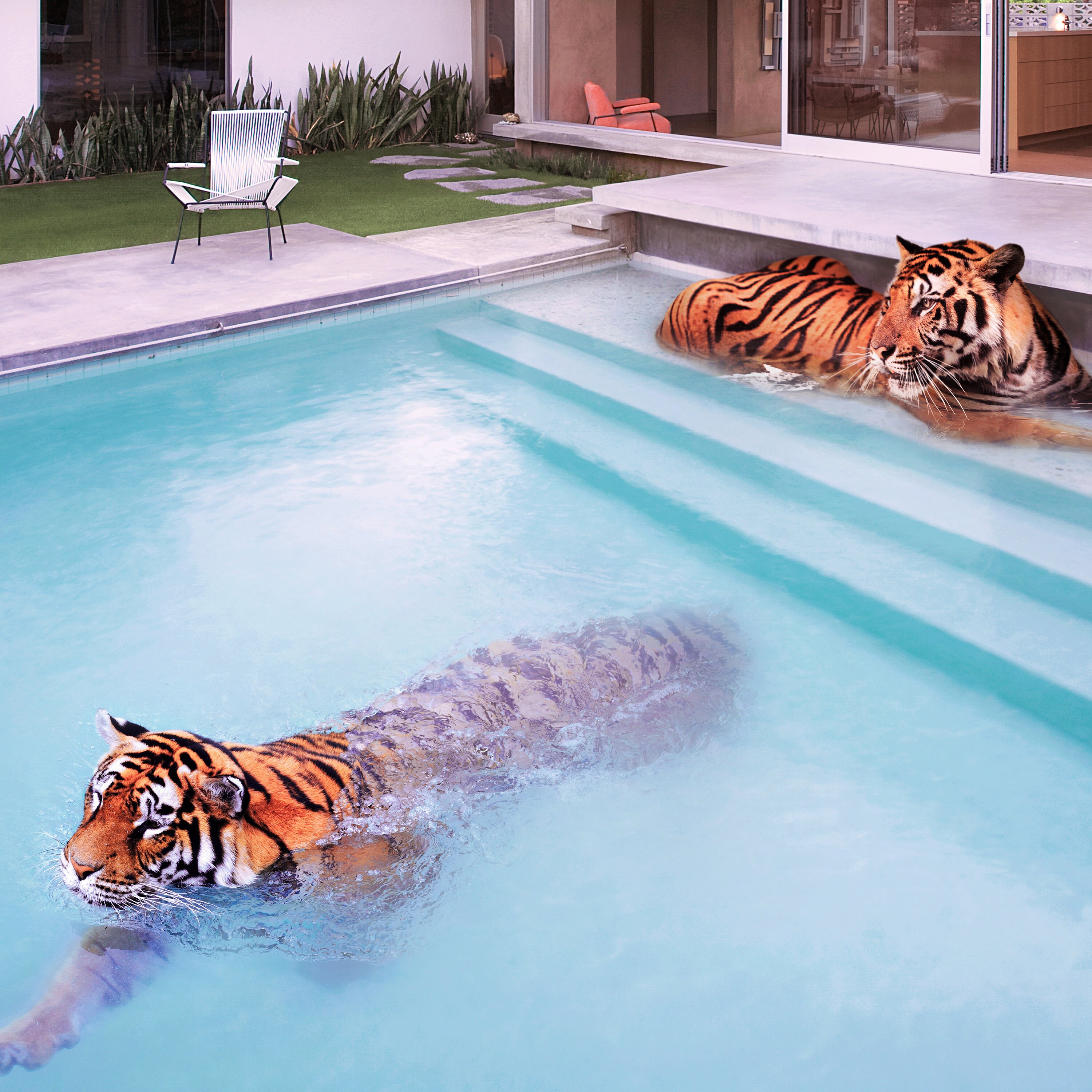 Palm Springs Tigers by Paul Fuentes Art Print Etsy