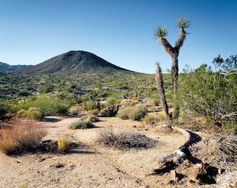 Joshua Tree Park Photographic Print
