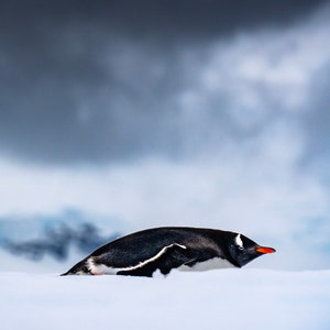 Antarctica Photographic Print Gentle Gentoo Penguin