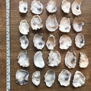 Può includere: Una collezione di ventiquattro gusci di ostrica, ciascuno con un interno bianco crema e segni più scuri. Sono disposti su una superficie di legno. La lunghezza è di circa 89 cm.