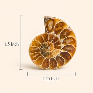 K&ouml;nnte beinhalten: Ein poliertes Ammonitenfossil, das ein Spiralmuster in Braun- und Goldt&ouml;nen zeigt. Das Fossil misst 3,8 cm in der H&ouml;he und 3,2 cm in der Breite, mit sichtbaren Innenkammern. Die Gesamtform ist eine abgerundete Spirale.