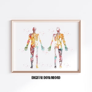 Bones and Muscles Anatomy Musculoskeletal System Front and Back View Poster Medical Science Watercolor Digital Printable Download