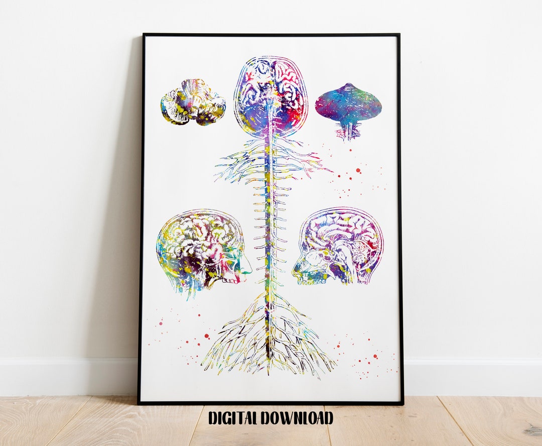 Brain and Spine Poster Anatomy Cervical Vertebrae Medical Science ...