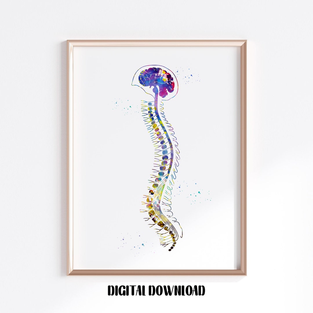 Brain With Spinal Cord Brain Anatomy Poster Medical Science - Etsy ...