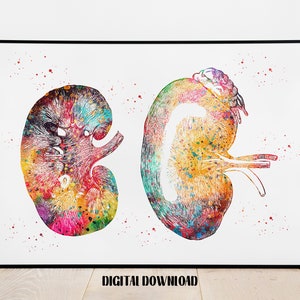 The Kidneys Anatomy Urology Illustration Human Kidneys Poster Medical Science Watercolor Digital Printable Download