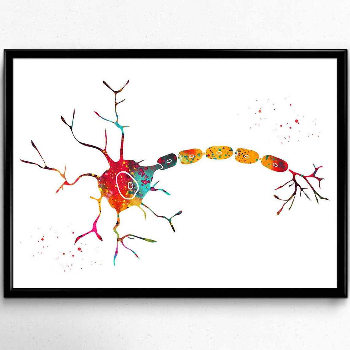 Anatomía de una neurona humana típica impresión de neuron | Etsy