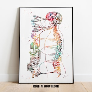 Autonoom zenuwstelsel Parasympathisch sympathiek anatomie biologie poster medische wetenschap aquarel digitale afdrukbare download