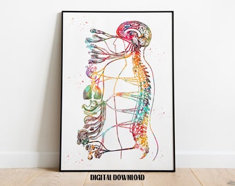 Autonomic Nervous System Parasympathetic Sympathetic Anatomy Biology Poster Medical Science Watercolor Digital Printable Download