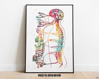 Autonomic Nervous System Parasympathetic Sympathetic Anatomy Biology Poster Medical Science Watercolor Digital Printable Download