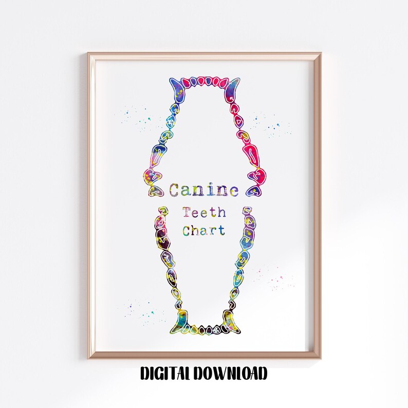 Canine Teeth Chart Poster Watercolor Art Digital Printable - Etsy