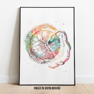 Placenta Feto Embarazo Ginecología Biología Acuarela Póster Arte de Ciencia Médica Descarga Digital Imprimible