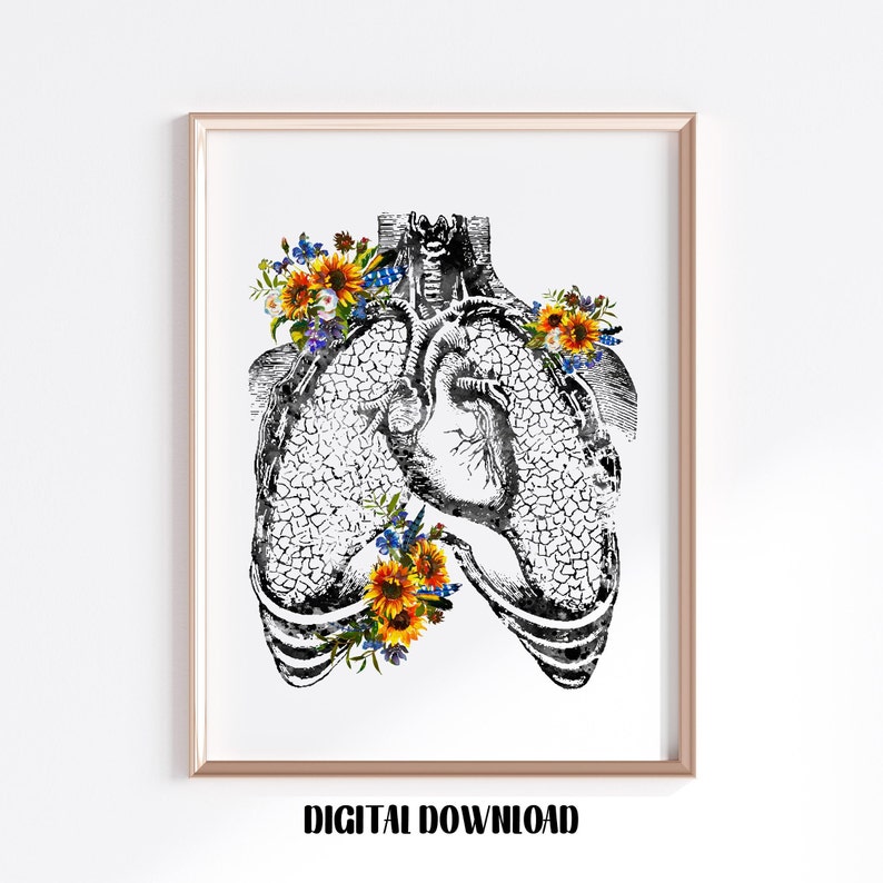 Human Heart and Lungs Anatomy Cardiovascular System Poster - Etsy