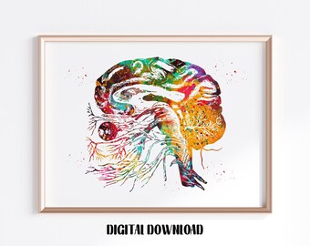 Cranial Nerves Digital Download - Etsy
