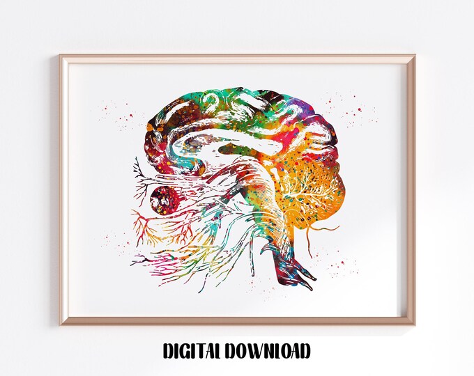 Cranial Nerves Watercolor Print Anatomy Art Cranial Nerves and ...