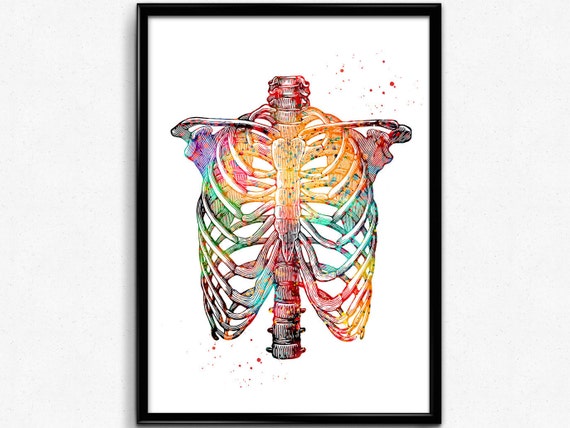 Rib Cage Human Chest Skeleton Anatomy Anatomy Human Body Etsy