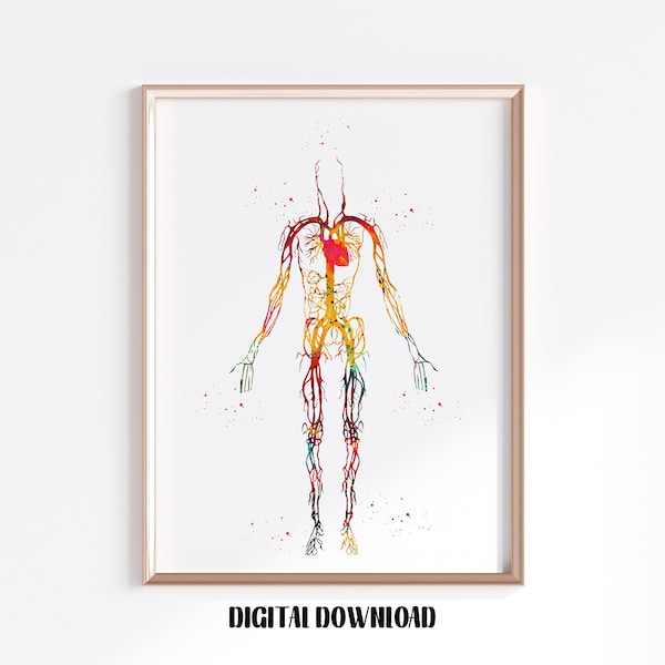 Circulatory system human veins blood vessels illustration Biology Poster Medical Science Watercolor Digital Printable Download