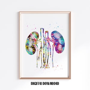 Kidneys anatomy urology illustration Poster Medical Science Watercolor Digital Printable Download
