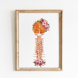 Brain and Cervical Art Anatomy Medical Science Watercolor Digital ...