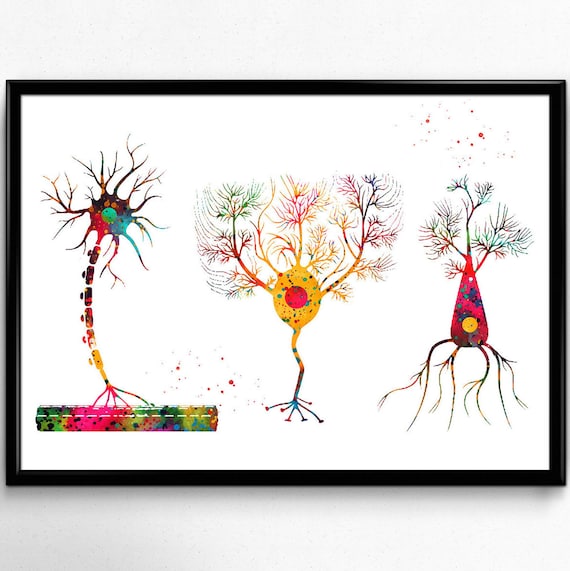 Neuron Types Art Watercolor Print Motor Medical Art Neurologist Cabinet Office